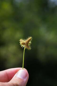 Image of western umbrella-sedge