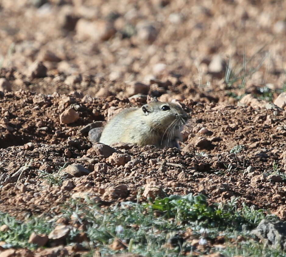 Image of Fat Sand Rat