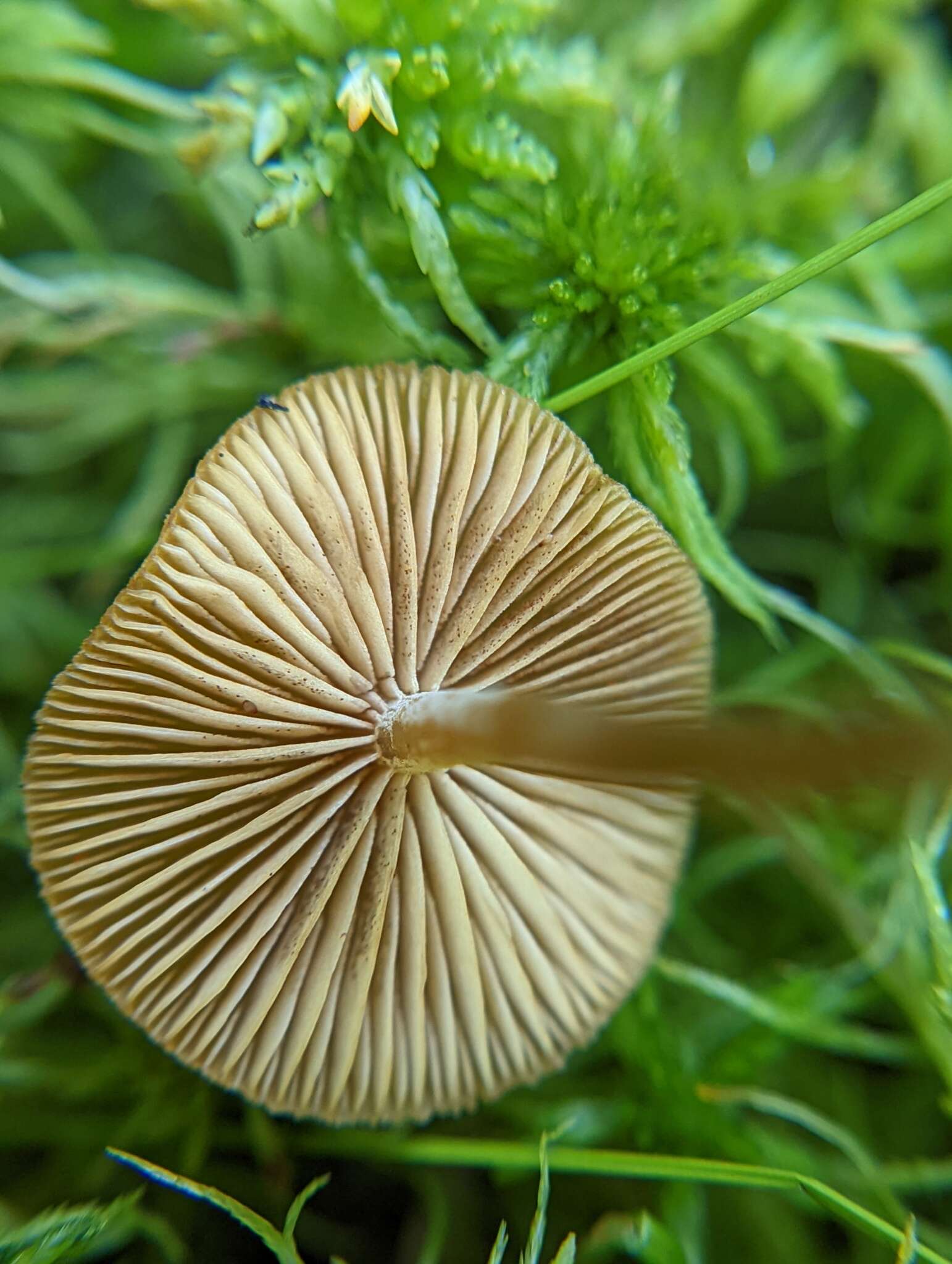 Image of Galerina hybrida Kühner 1935