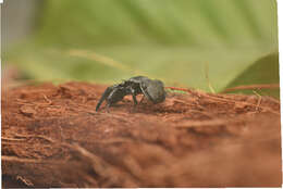 Image of Cephalotes basalis (Smith 1876)