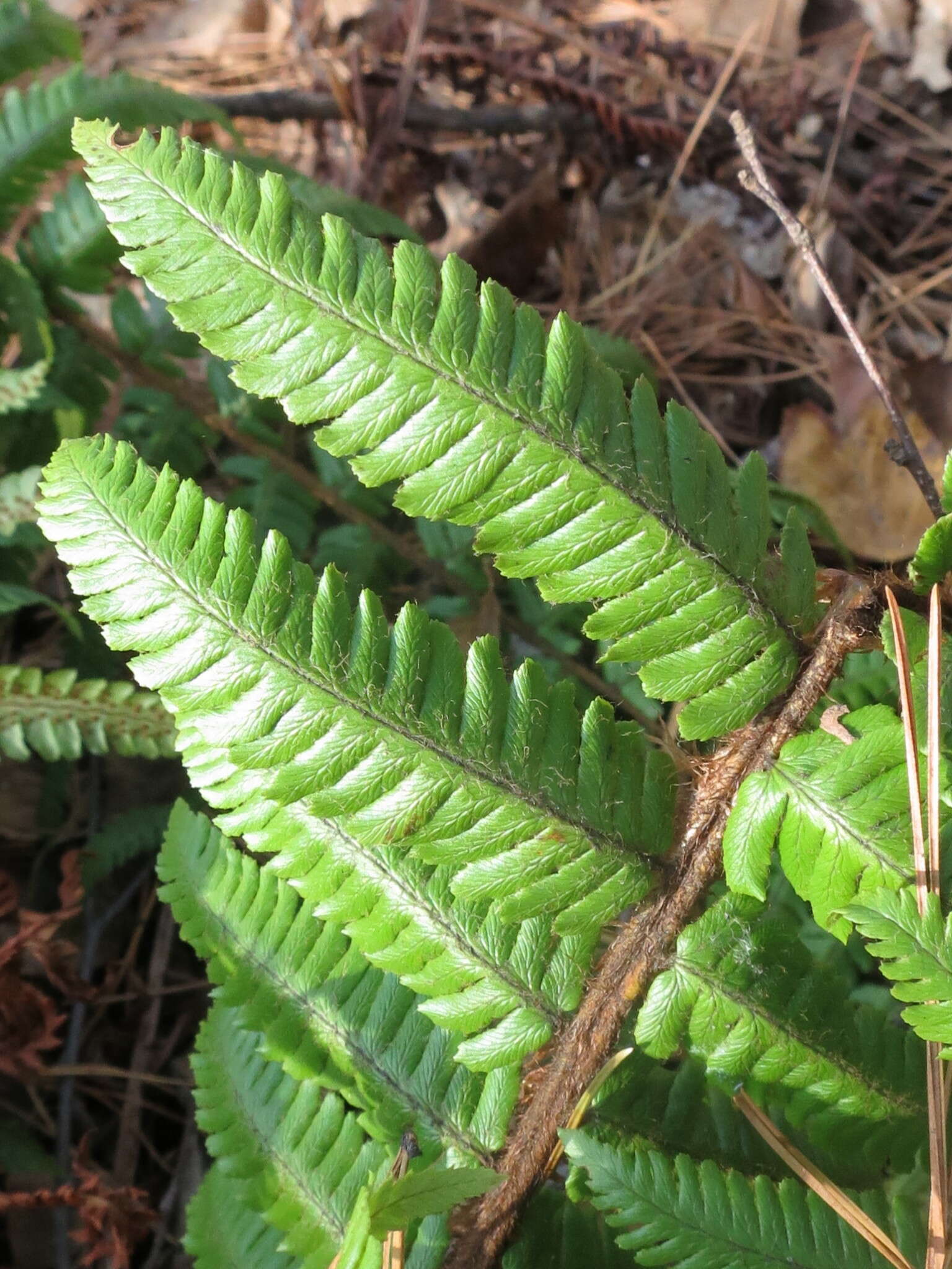 Image of Dryopteris crassirhizoma Nakai