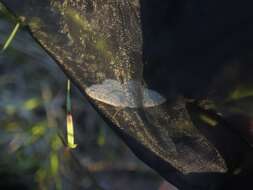 Image of birch mocha