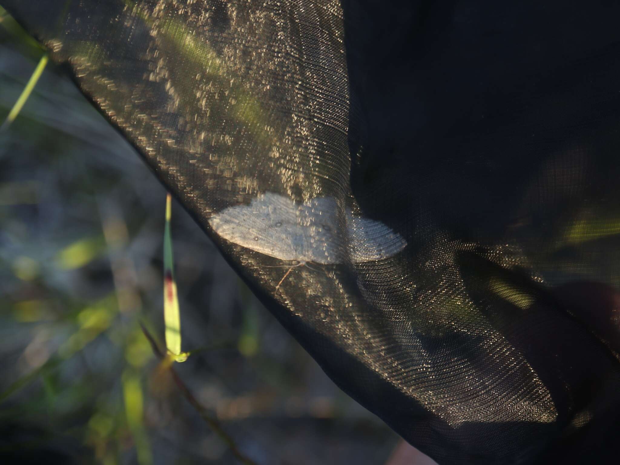 Image of birch mocha