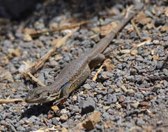 Image of Tenerife Lizard