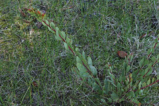 Acacia myrtifolia (Sm.) Willd. resmi