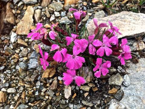 صورة Dianthus glacialis Haenke