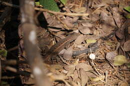 Image of Sceloporus variabilis marmoratus Hallowell 1852