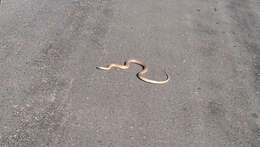 Image of Rufous Beaked Snake