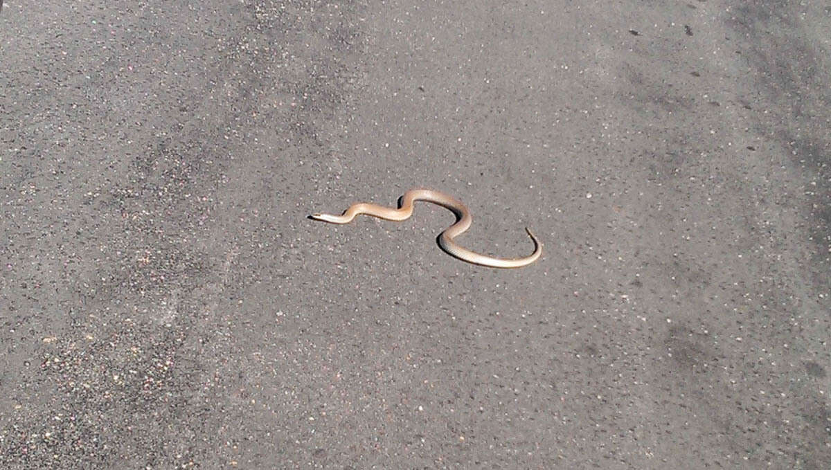 Image of Rufous Beaked Snake