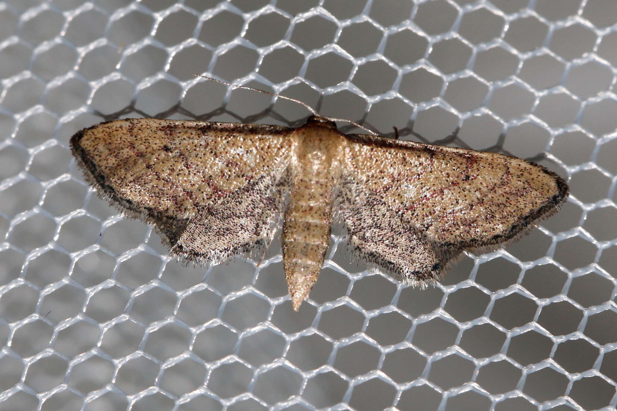 Image of Idaea infirmaria Rambur 1833