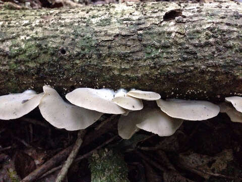 Image of Conchomyces bursiformis (Berk.) E. Horak 1981