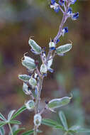 Imagem de Lupinus argenteus var. argenteus