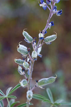 صورة Lupinus argenteus var. argenteus