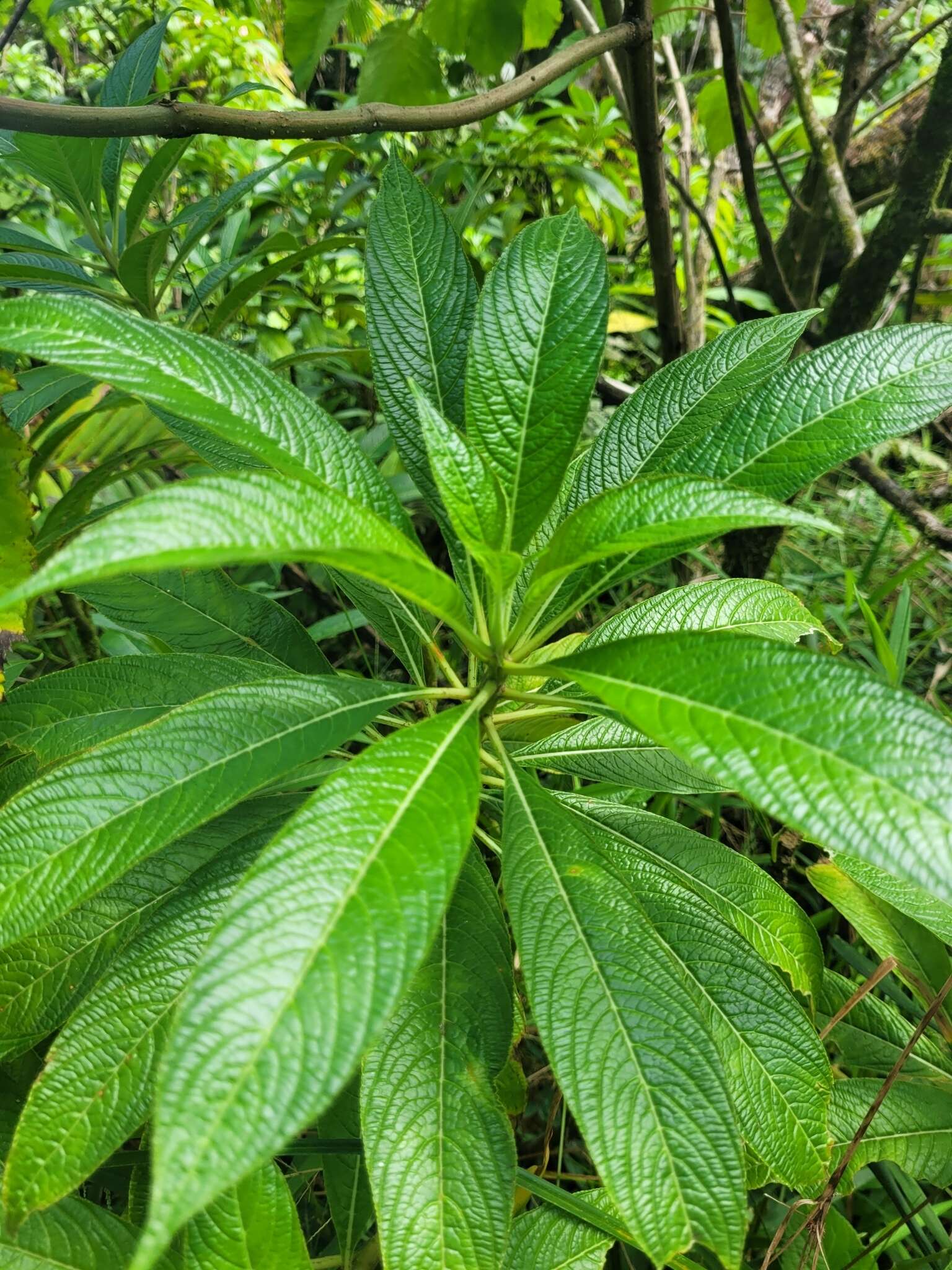 Image de Lobelia portoricensis (Vatke) Urb.