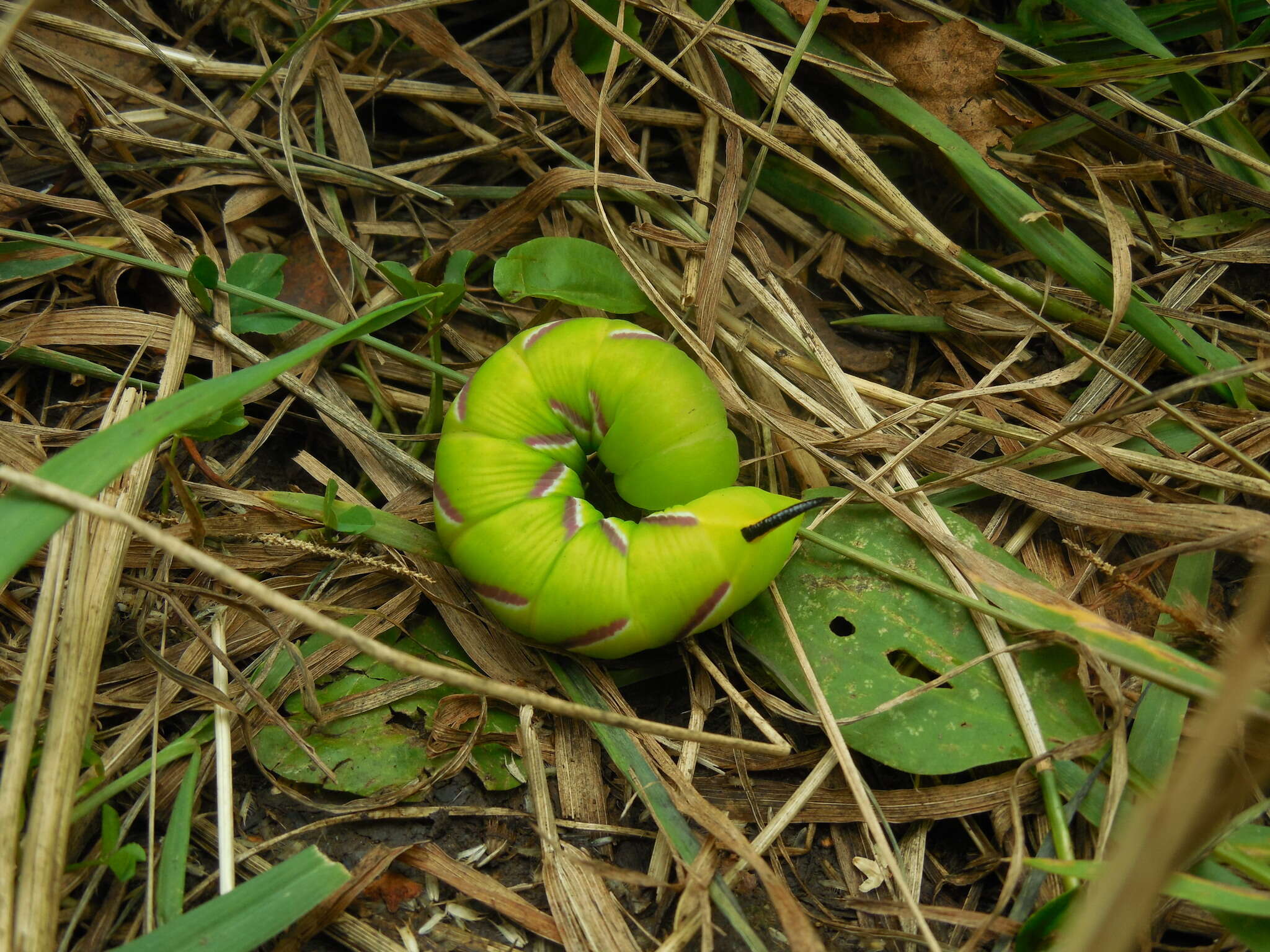 Image of privet hawk-moth