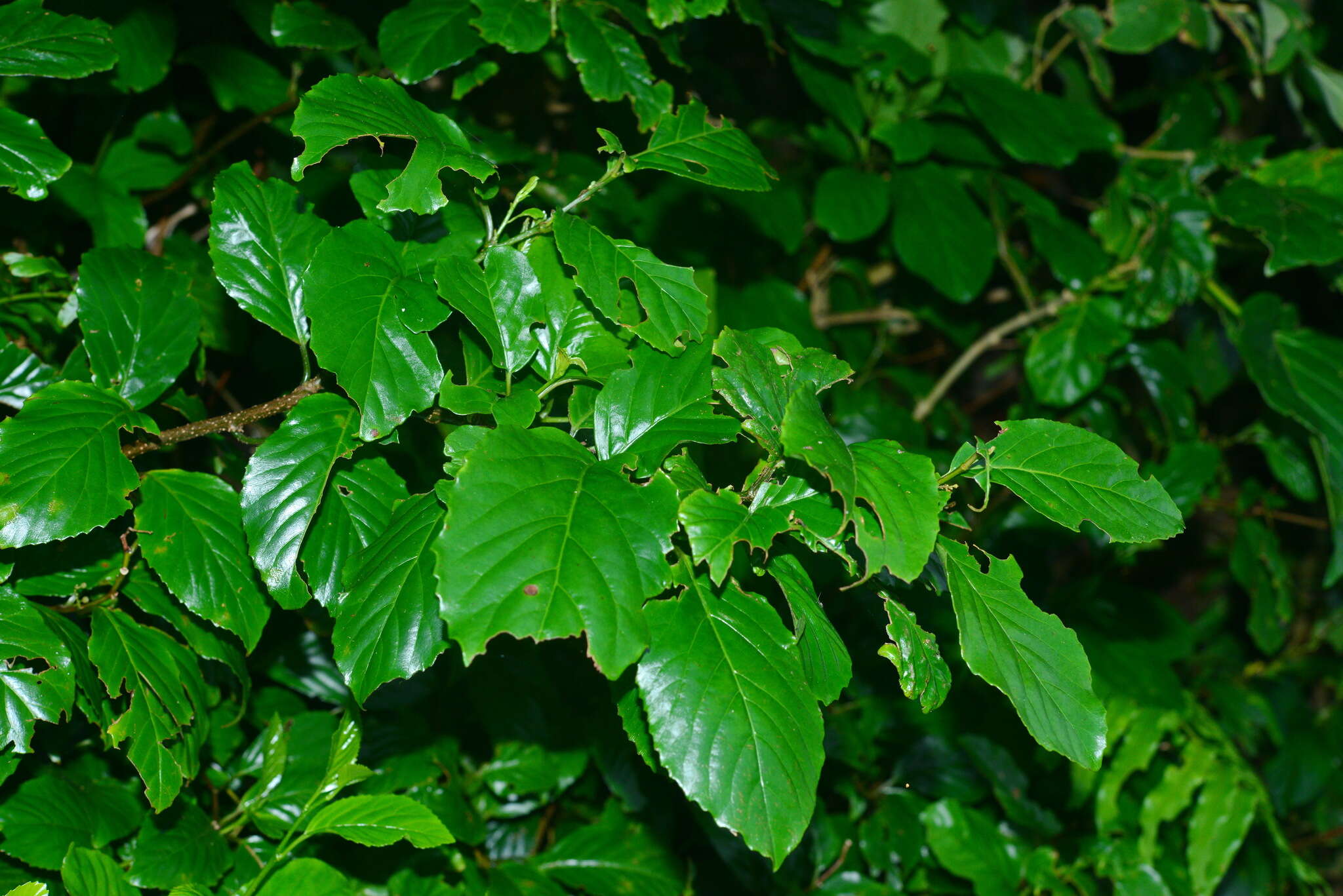 Image of Maesa lanyuensis Yuen P. Yang