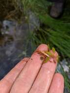 Image of Snail-Seed Pondweed