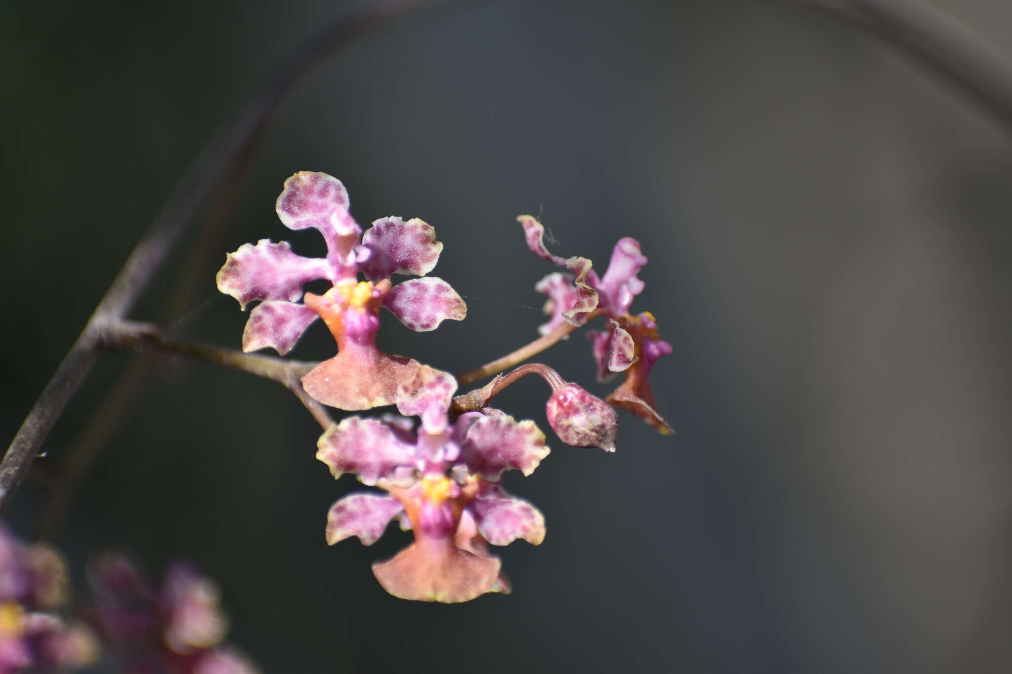 Слика од Trichocentrum cosymbephorum (C. Morren) R. Jiménez & Carnevali