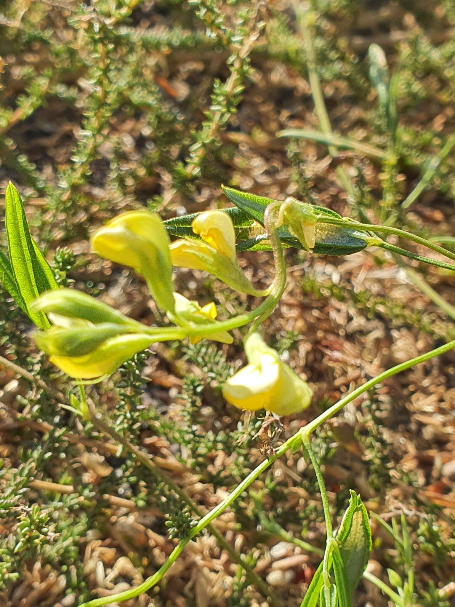 Imagem de Rhynchosia capensis (Burm. fil.) Schinz