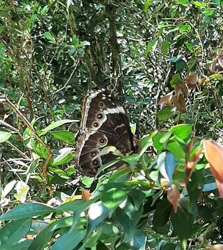 Imagem de Morpho helenor achillides