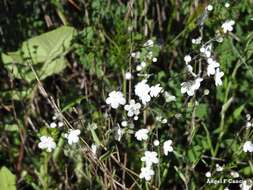 صورة Iberodes linifolia (L.) Serrano, R. Carbajal & S. Ortiz