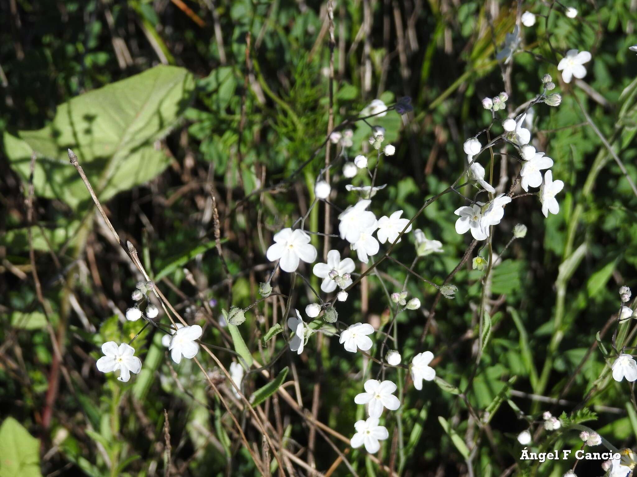 Слика од Iberodes linifolia (L.) Serrano, R. Carbajal & S. Ortiz