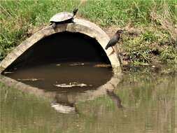 Image of American Red-bellied Turtle