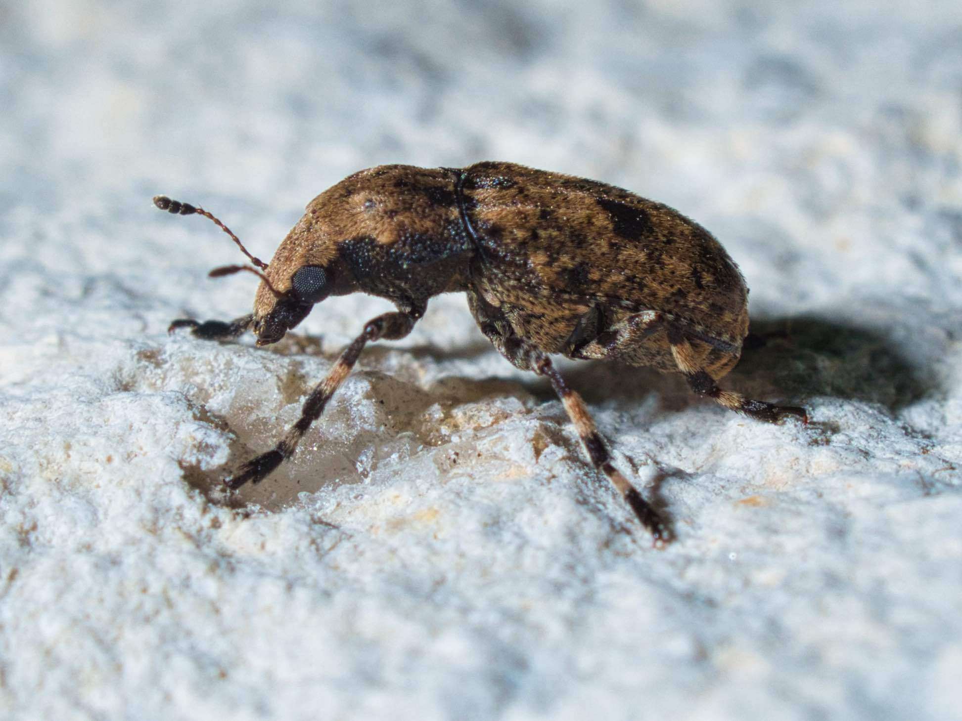 Image of Marbled Fungus Weevil