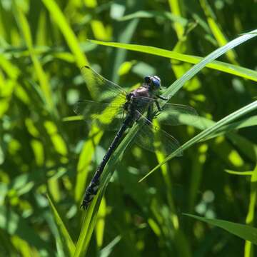 Image of Olive Clubtail