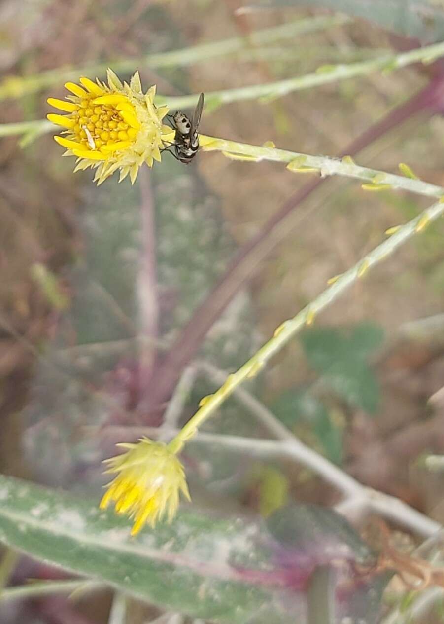 Imagem de Limnophora obsignata (Rondani 1866)