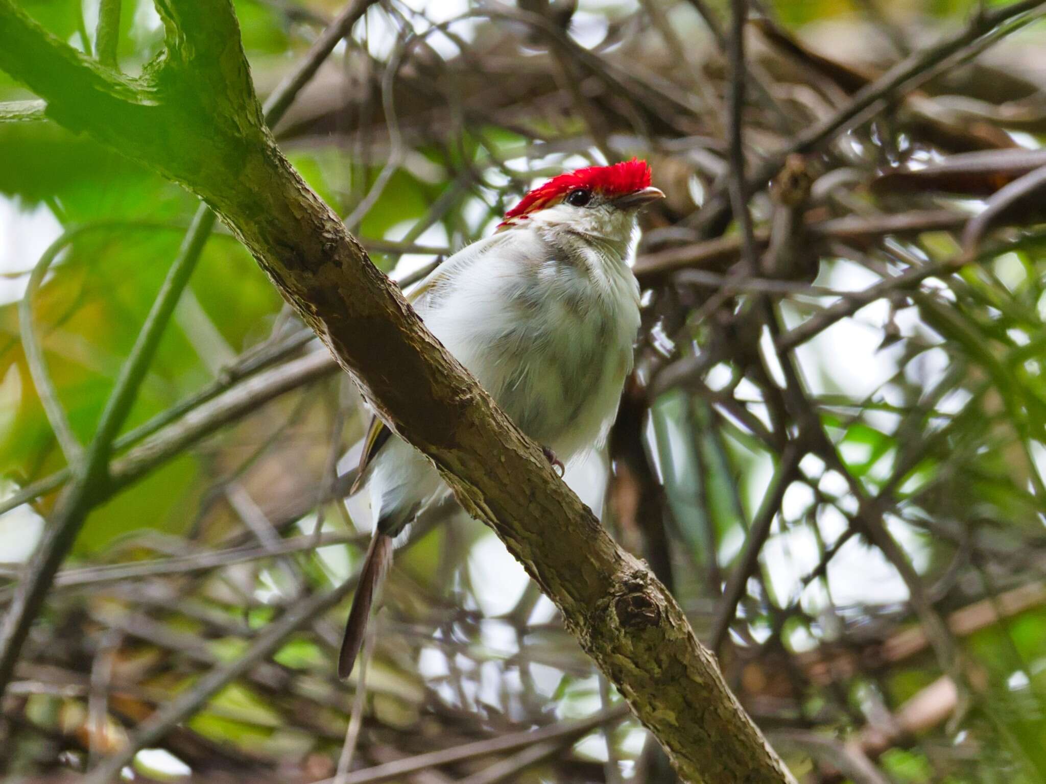 Imagem de Soldadinho-do-araripe