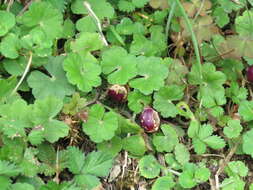 Imagem de Lobelia nummularia Lam.