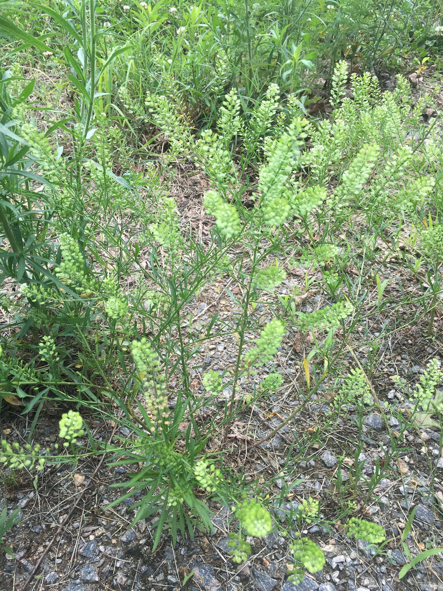 Image of Virginia pepperweed