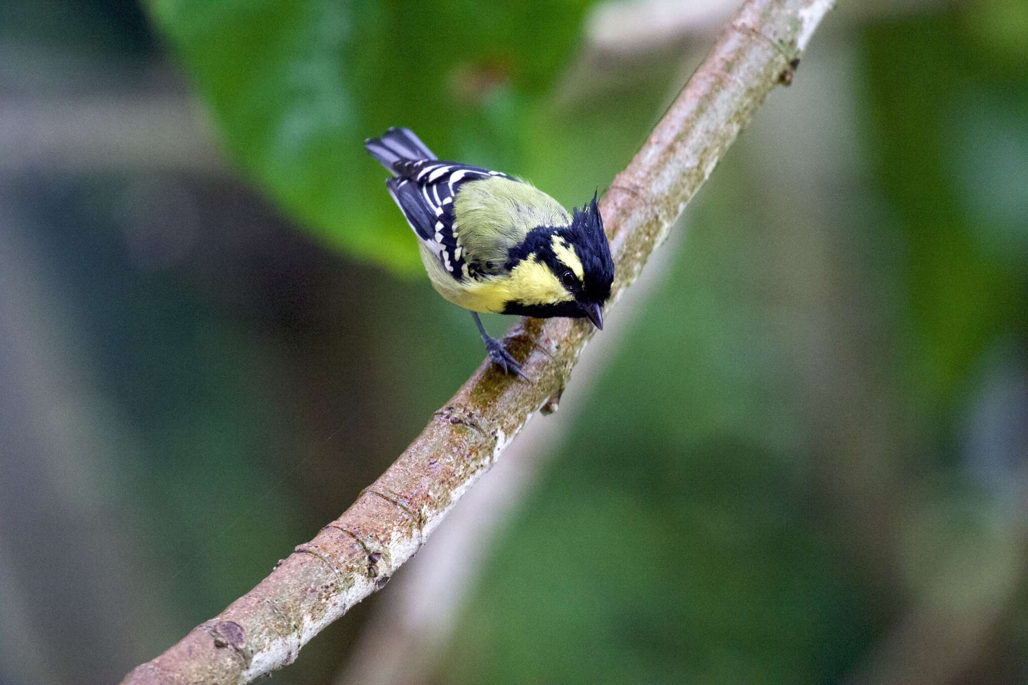 Image of Black-lored Tit