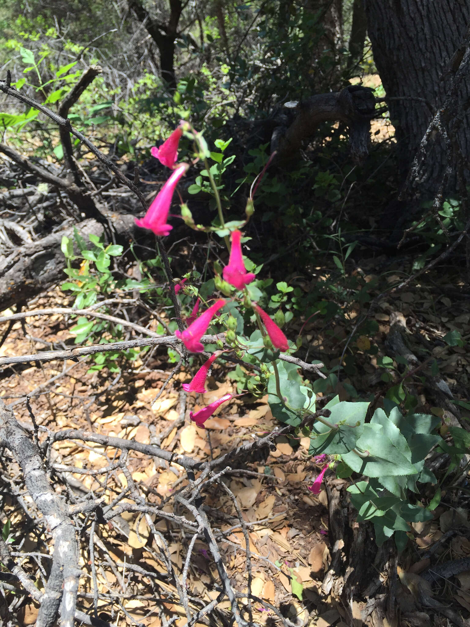 Image of desert penstemon