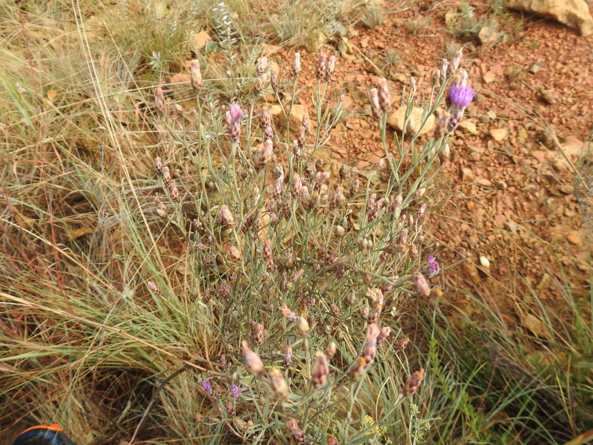 Image of Polydora angustifolia (Steetz) H. Robinson