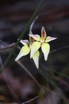 Image de Caladenia flava subsp. sylvestris Hopper & A. P. Br.