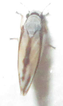 Image of Diaphorina virgata Capener 1970