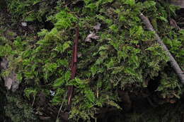 Image of <i>Kindbergia oregana</i>