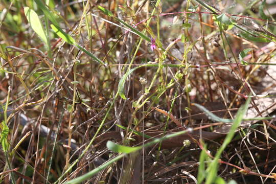 Sivun Stylidium cordifolium W. V. Fitzg. kuva