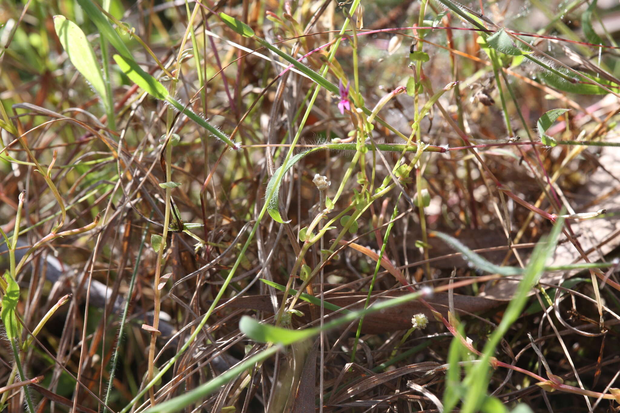 Image of Stylidium cordifolium W. V. Fitzg.