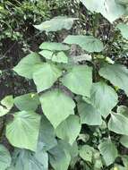 Image of Ageratina conspicua