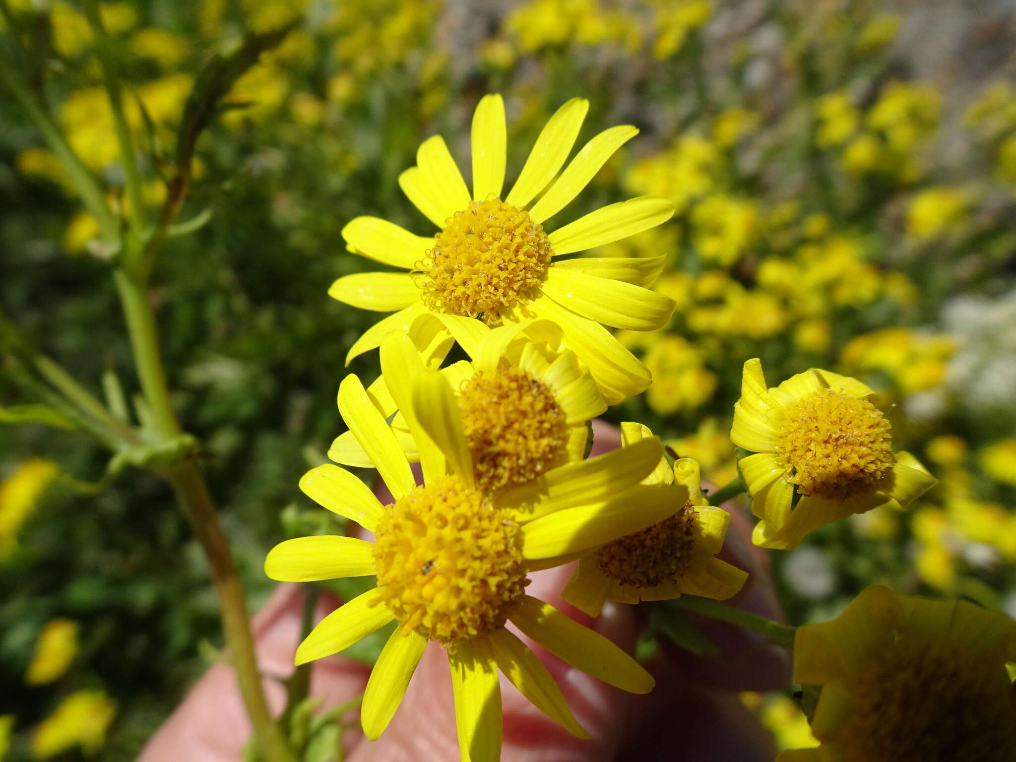 Image of oxford ragwort