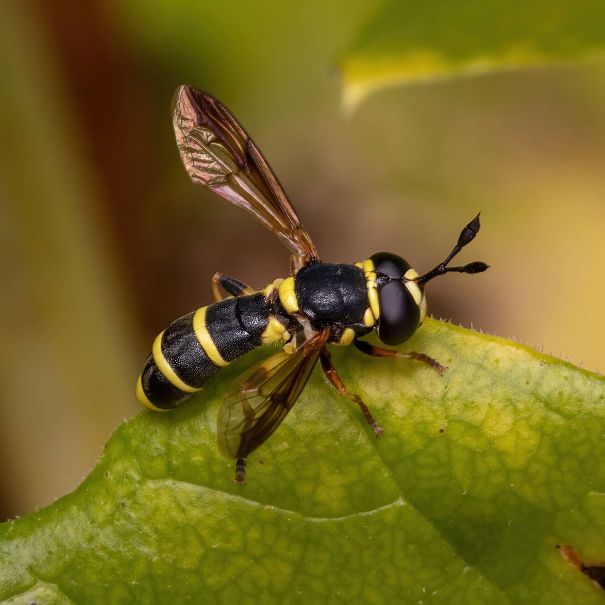 Image of Ceriana vespiformis (Latreille 1809)