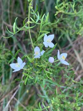 Image of Boronia muelleri (Benth.) Cheel