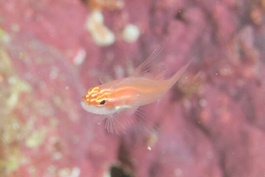 Image of Neon dwarfgoby