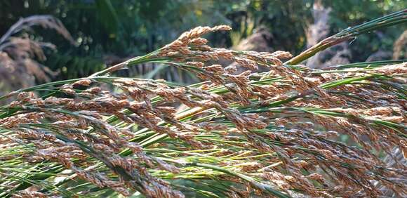 Image of Restio paniculatus Rottb.