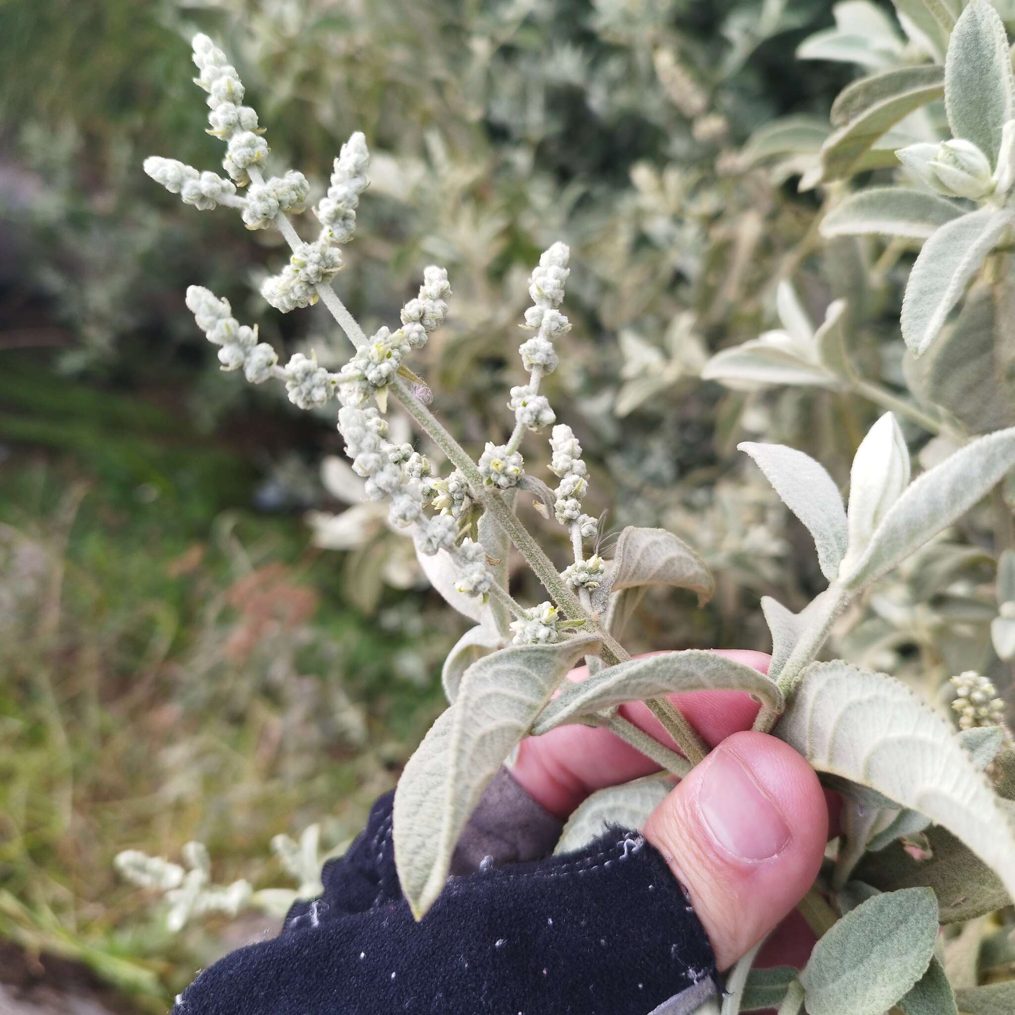 Image of Buddleja crotonoides A. Gray