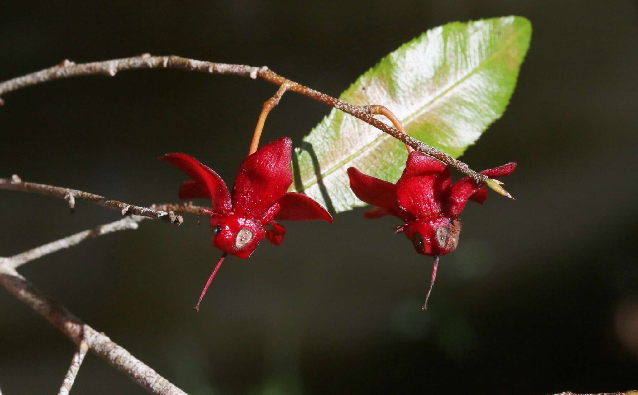 Plancia ëd Ochna serrulata (Hochst.) Walp.