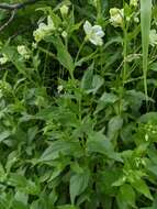 Epilobium luteum Pursh resmi